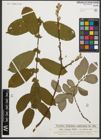 Foto von Salix silesiaca Willd.